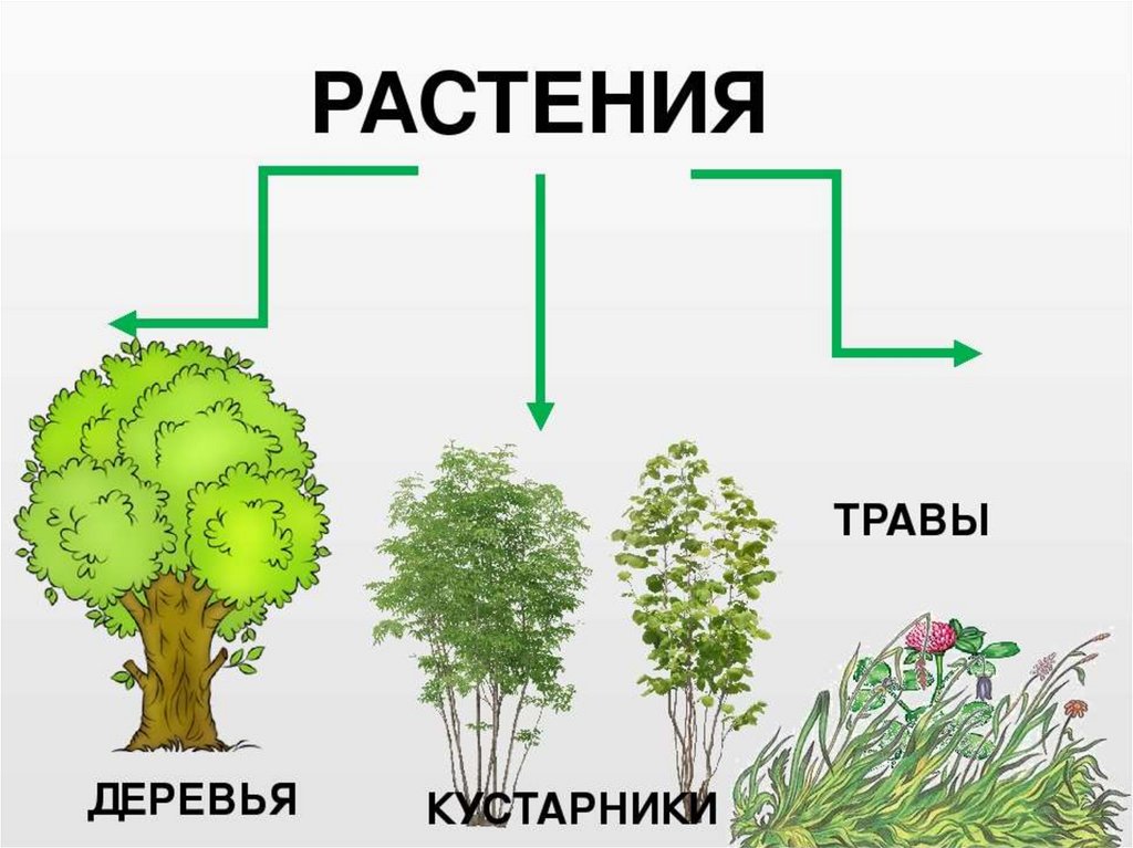 Рис какая группа растений